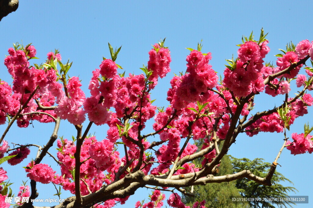 碧桃花 