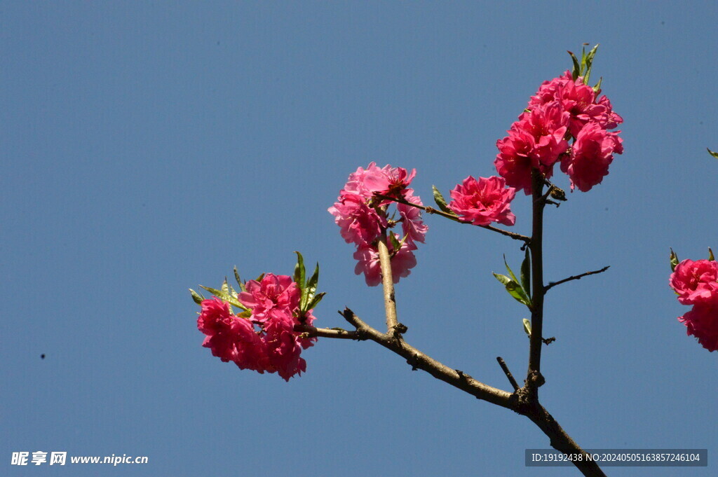 碧桃花 