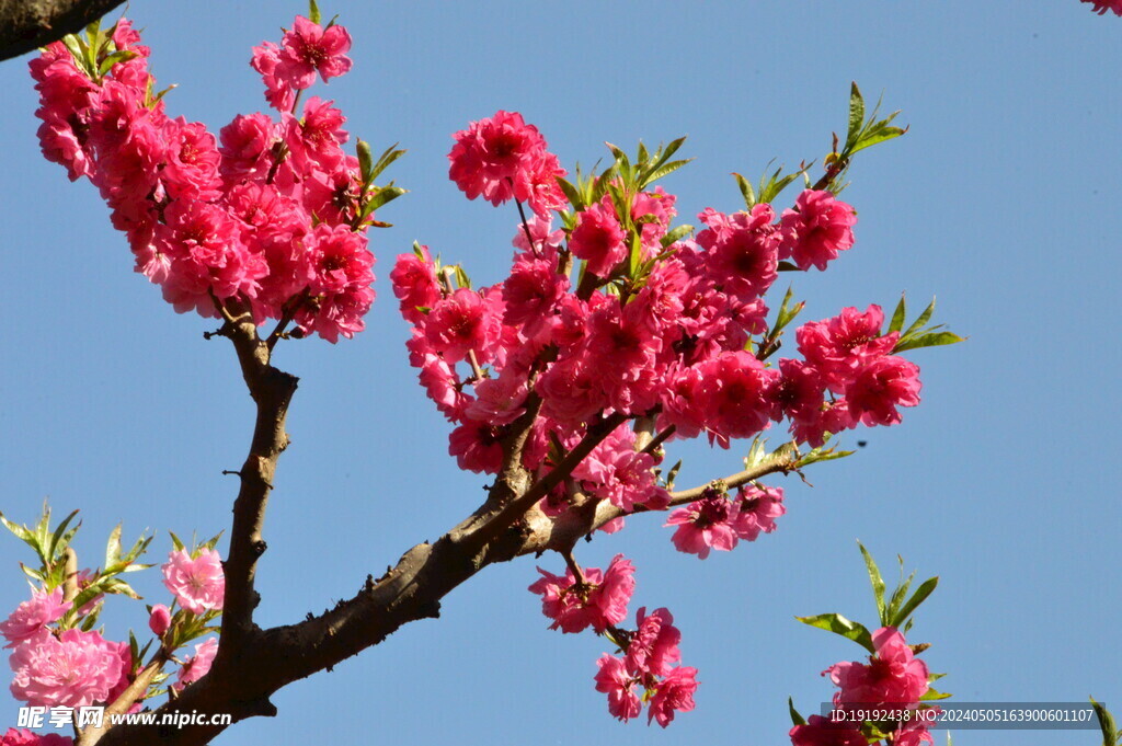 碧桃花 