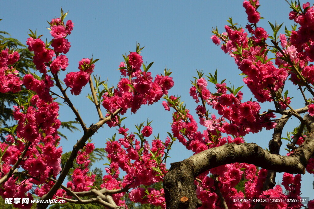 碧桃花  