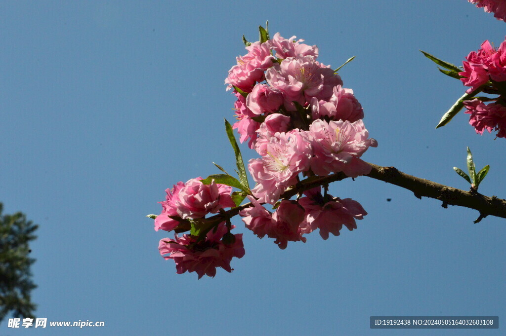 碧桃花 