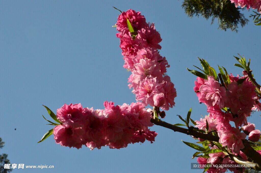 碧桃花