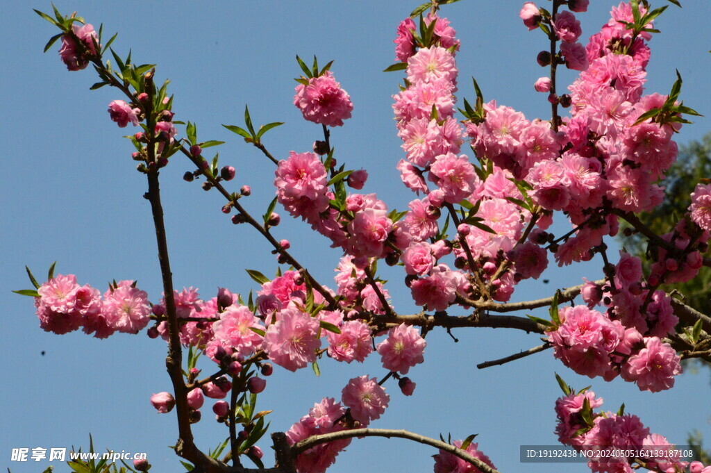 碧桃花  