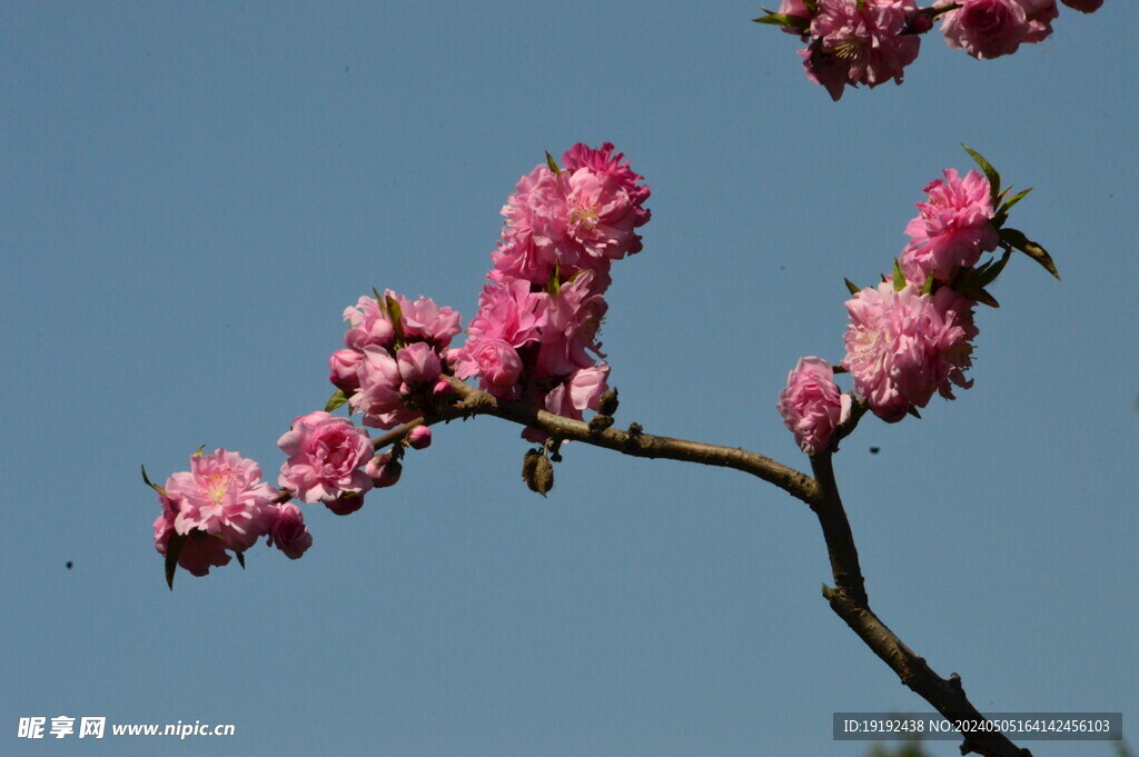 碧桃花  