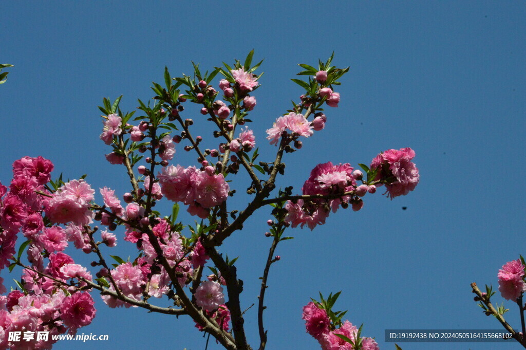 碧桃花