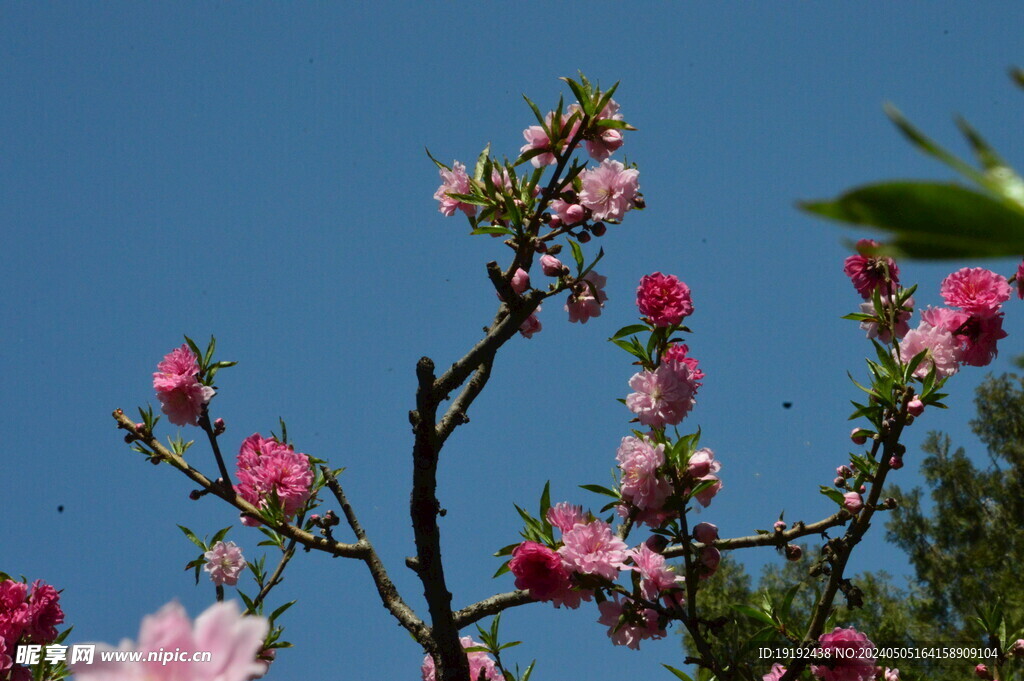 碧桃花  