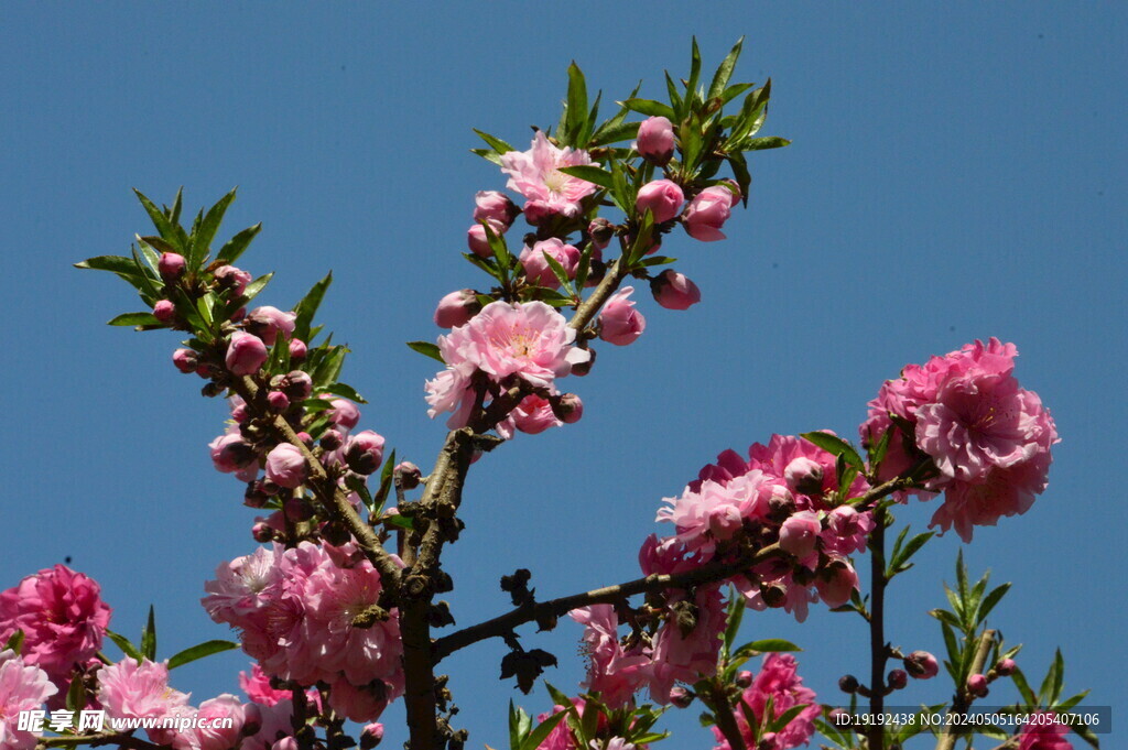碧桃花  