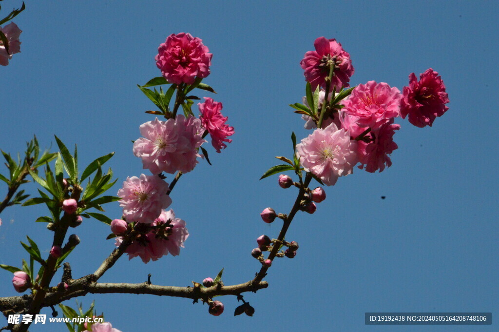 碧桃花