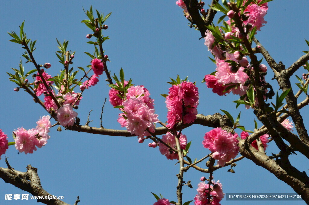 碧桃花