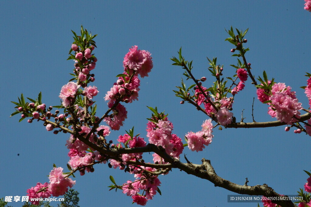 碧桃花  