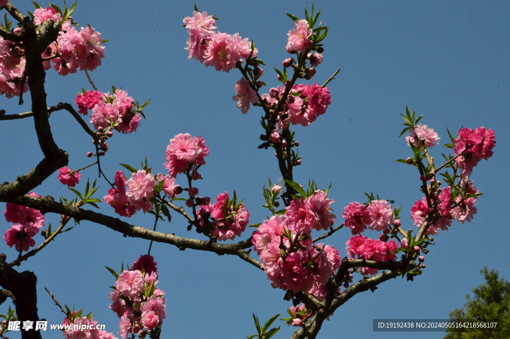 碧桃花  