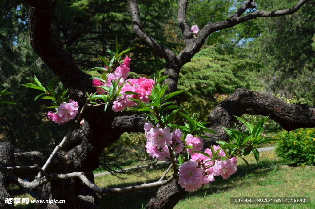 碧桃花