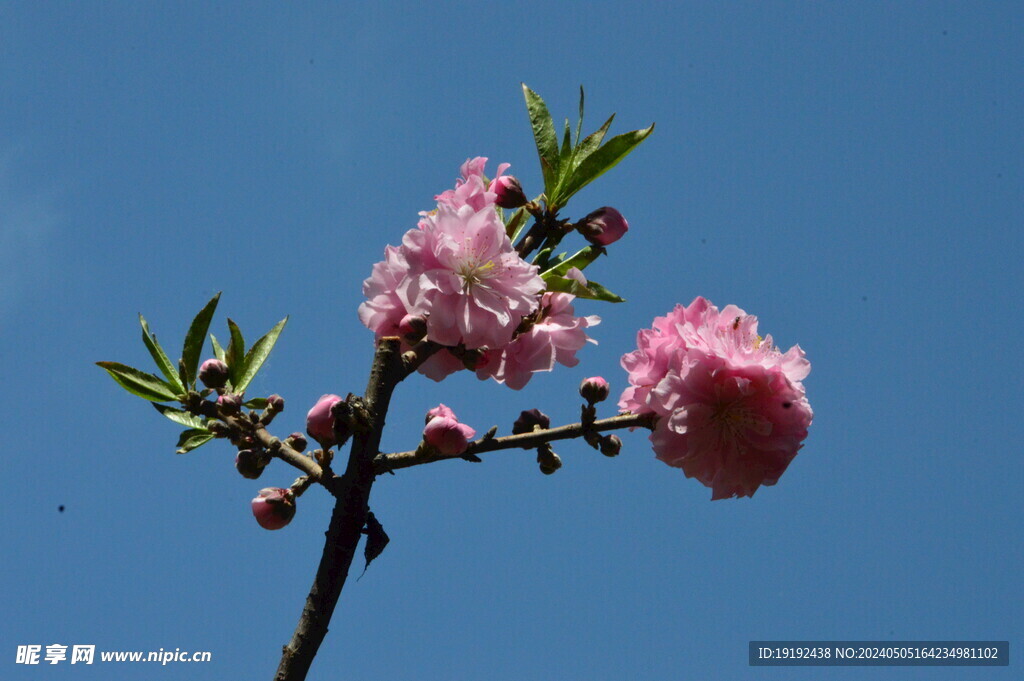 碧桃花  