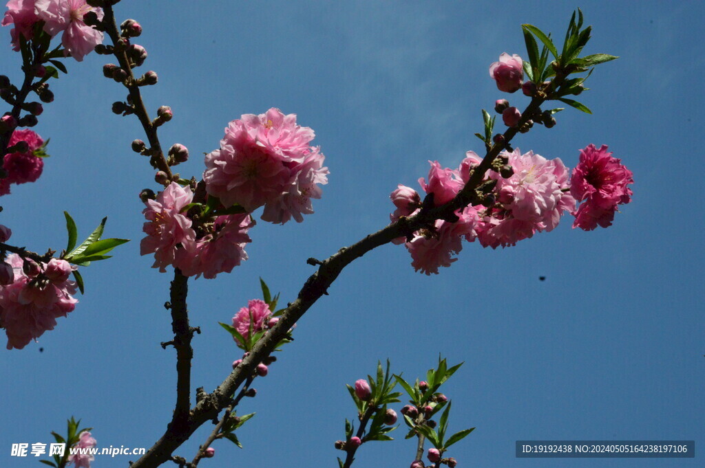 碧桃花 