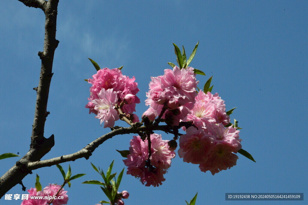 碧桃花 