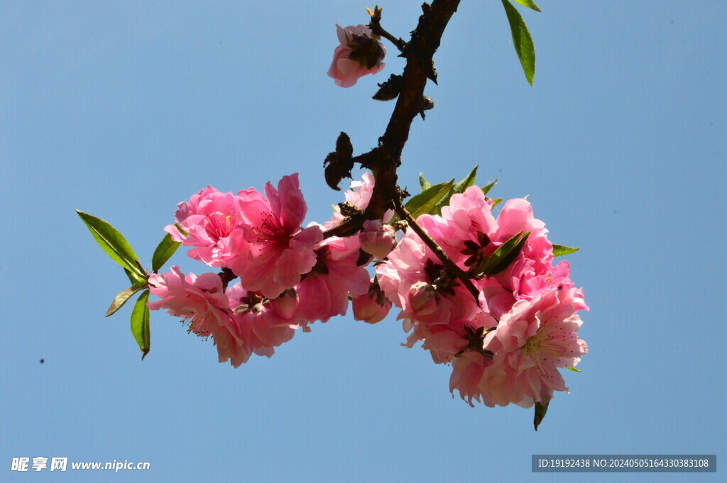 碧桃花 