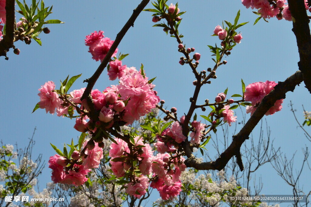 碧桃花  