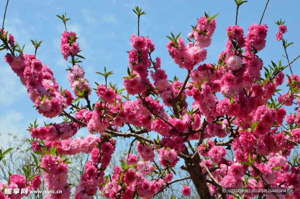 碧桃花  