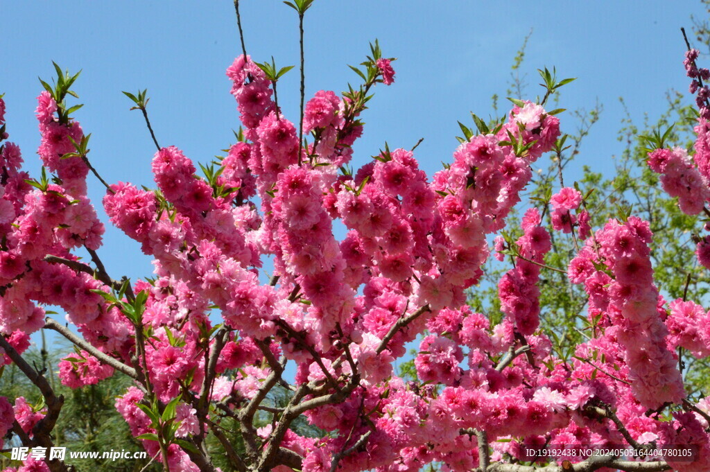 碧桃花