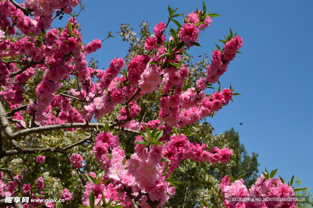 碧桃花