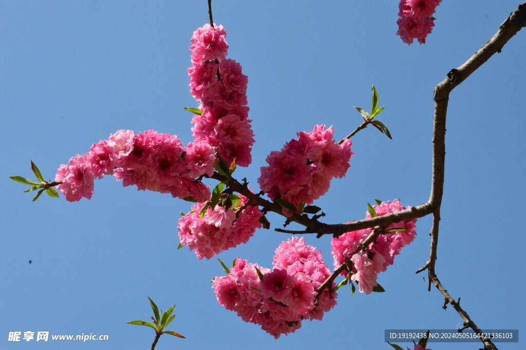 碧桃花