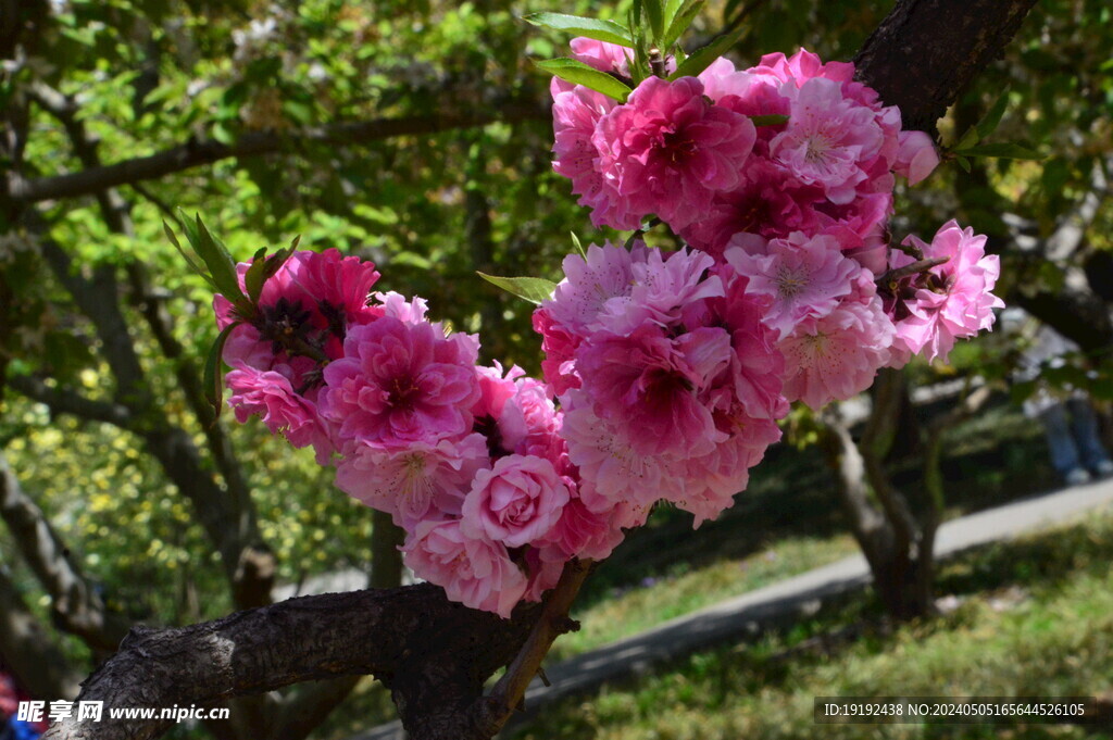 碧桃花  