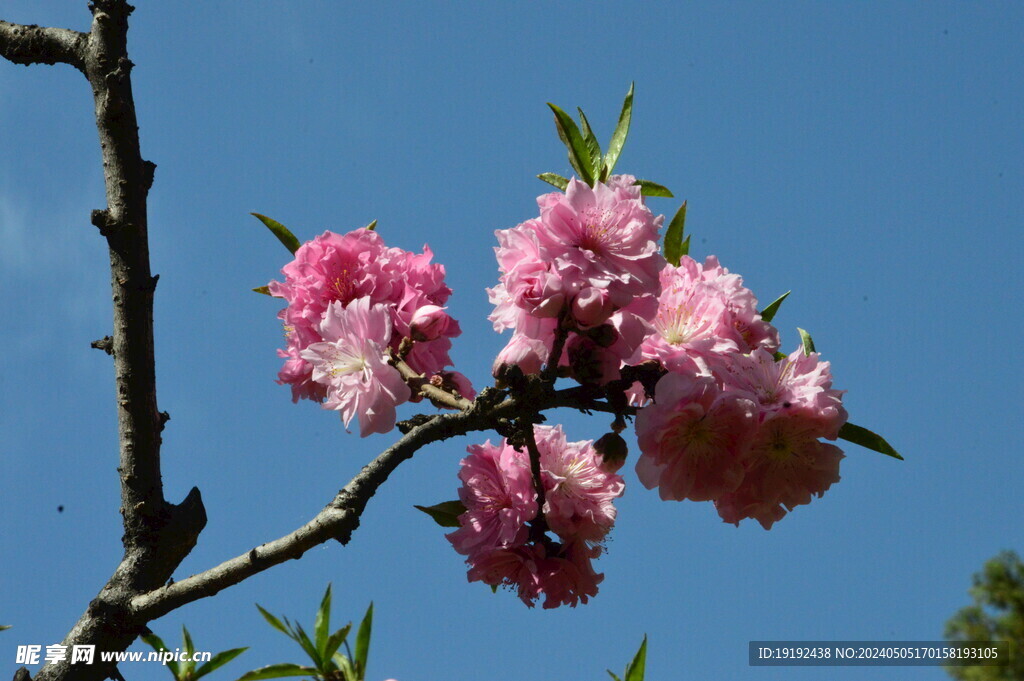 碧桃花 