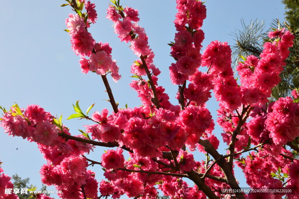 碧桃花 