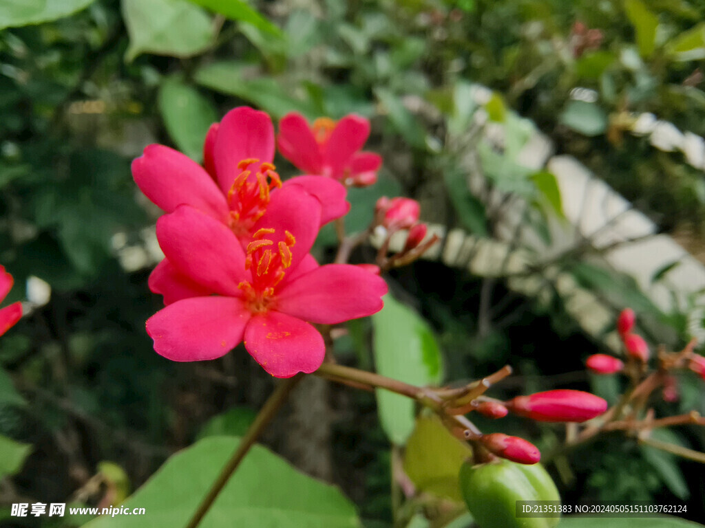 变叶珊瑚花