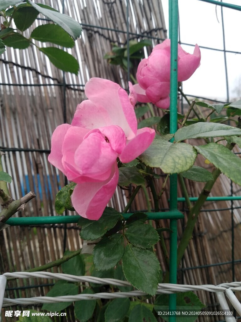 月季花朵花卉