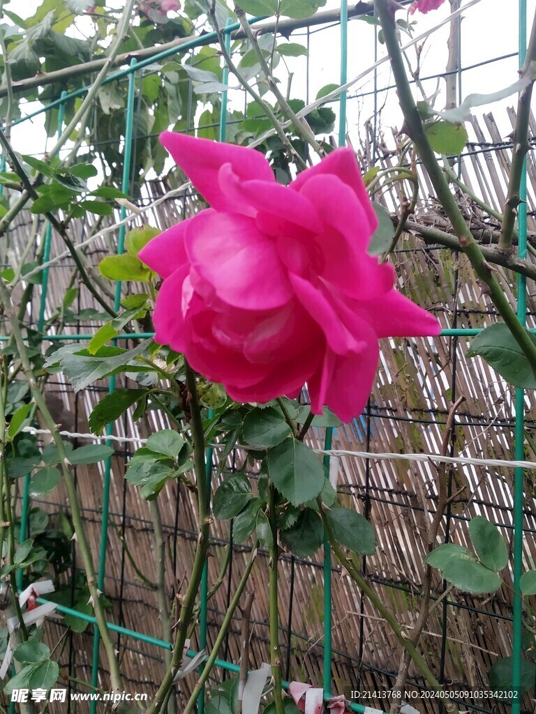 月季花朵花卉