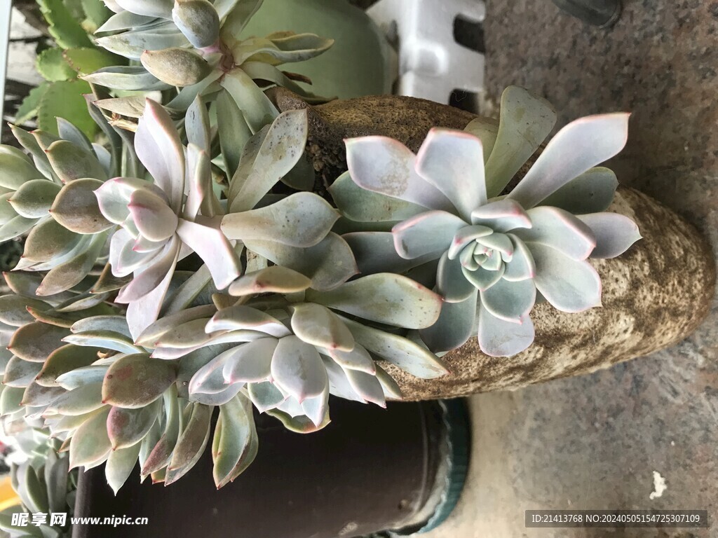 清新绿植多肉