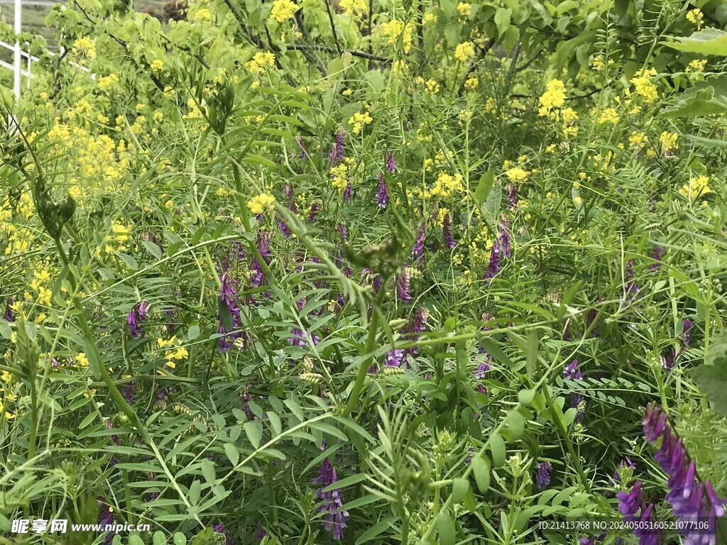 绿植绿叶植物 