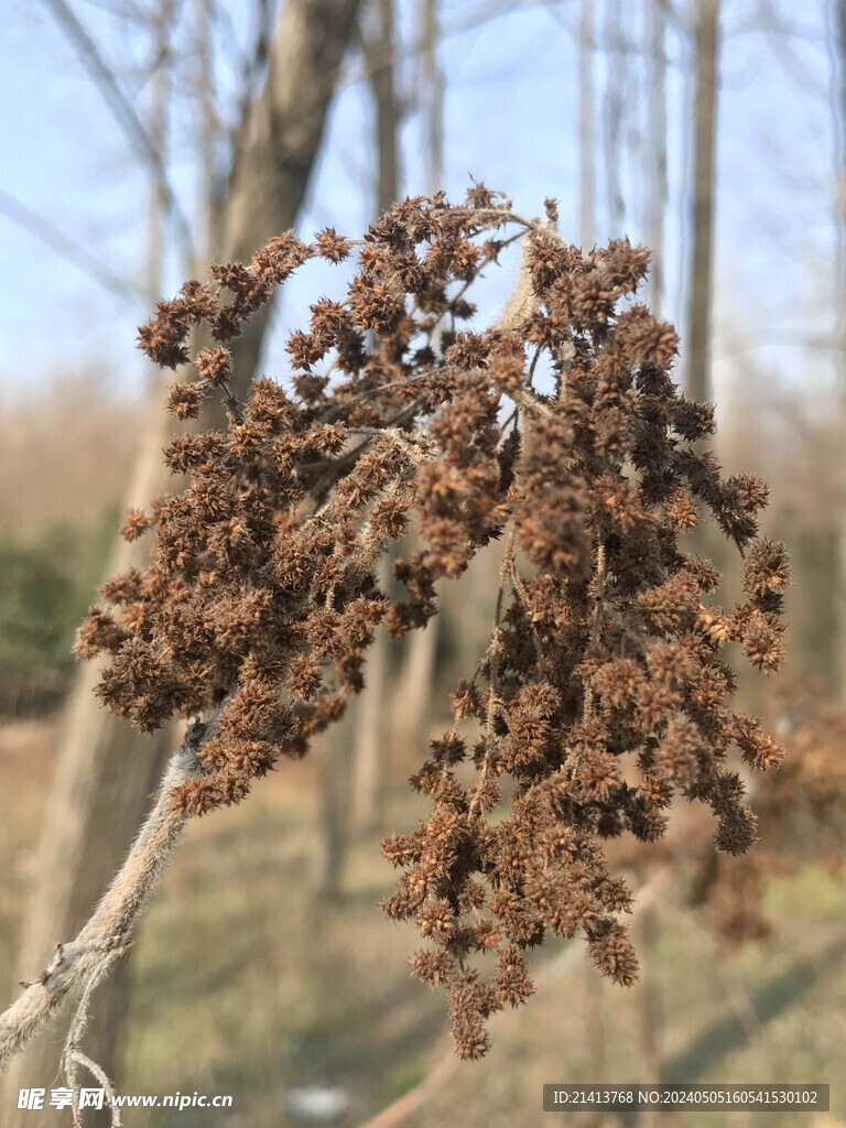 绿植绿叶植物