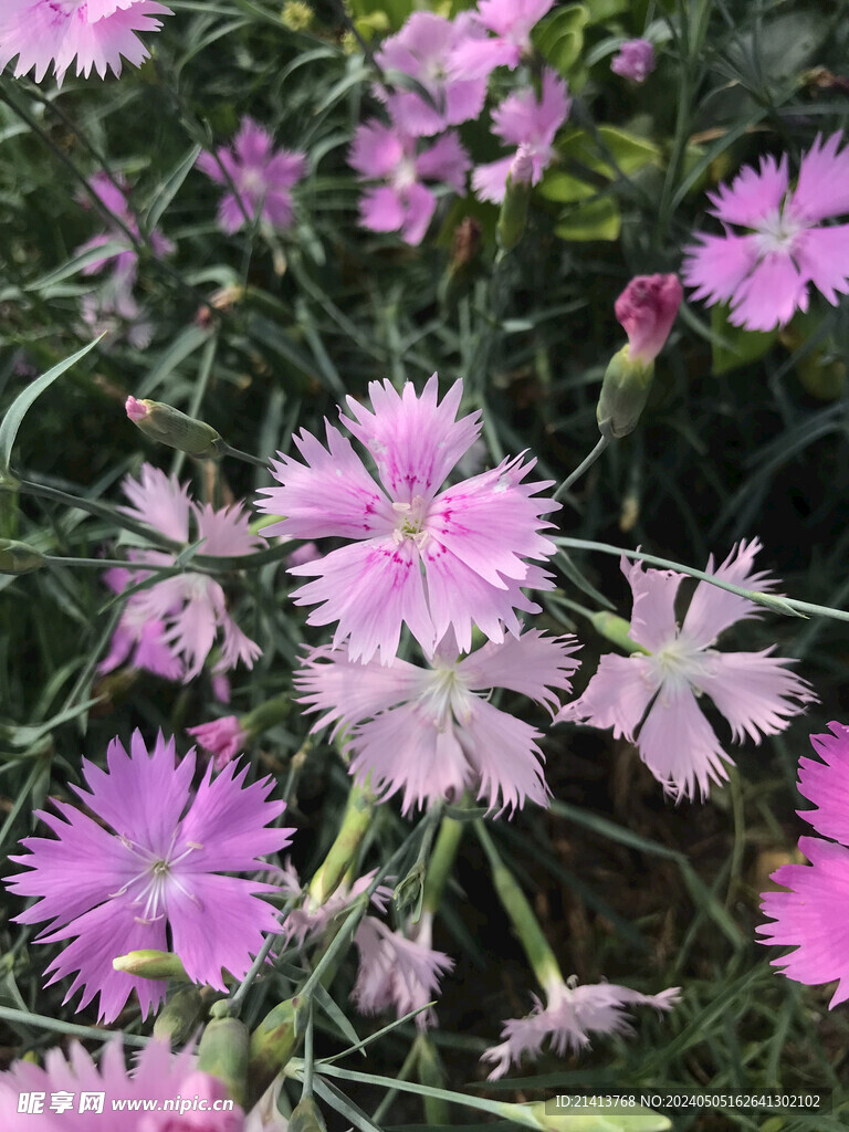 兰花草花卉