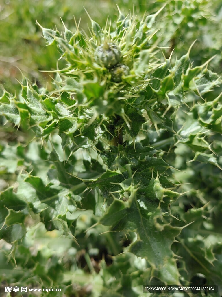 小草 草丛 实景 拍摄