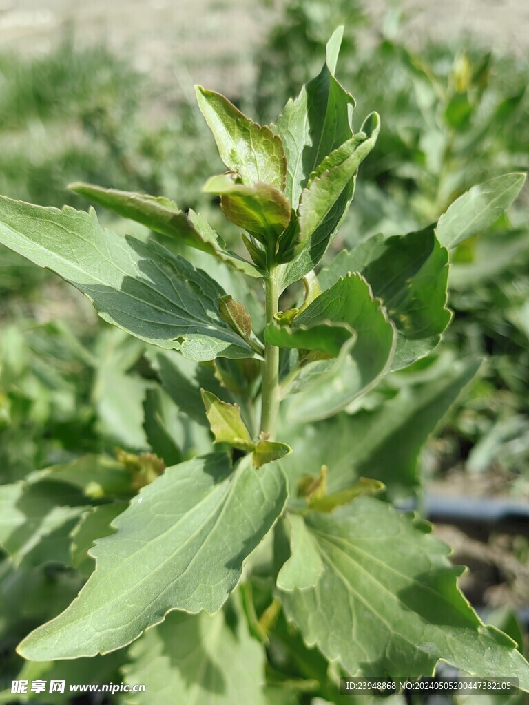 绿叶小草 草丛 实景 拍摄