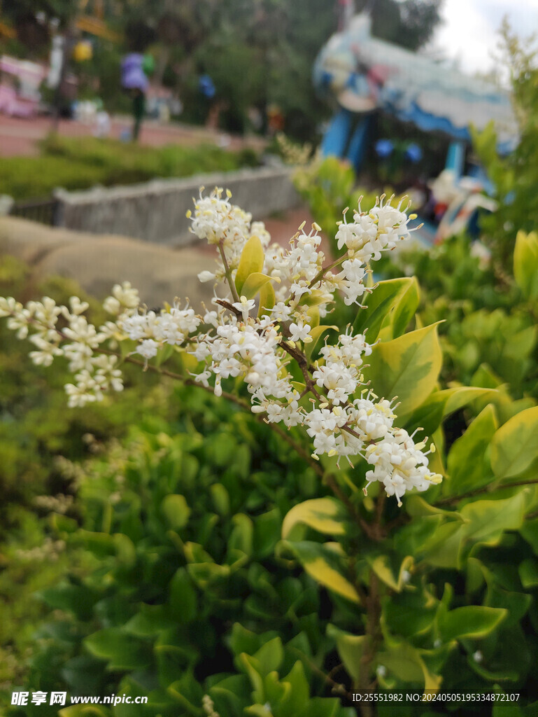 白色花