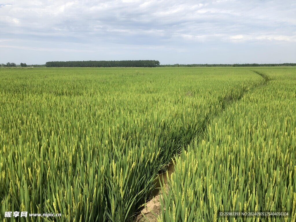 水稻栽培