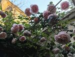 花园