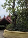 热带植物园