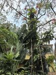 热带植物园
