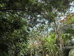 热带植物园