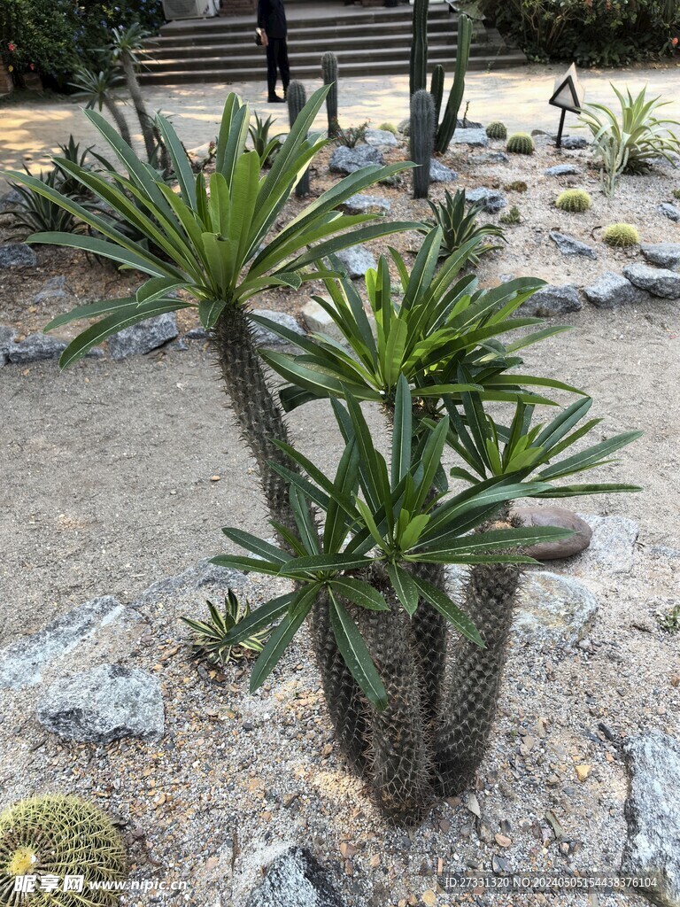 仙人掌科植物