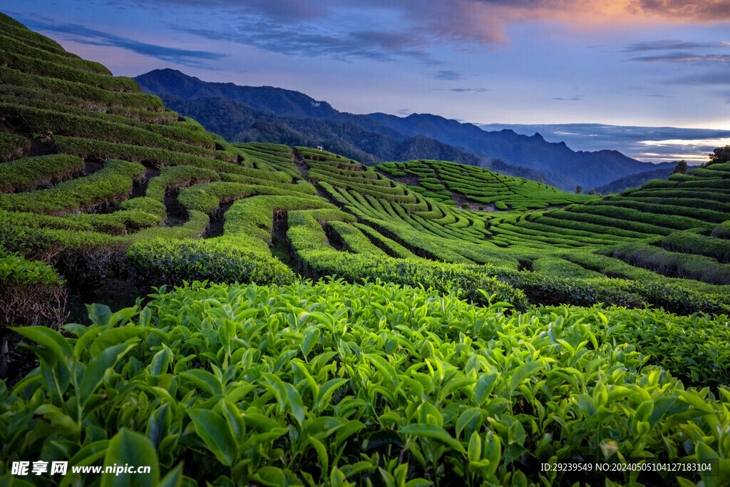 茶山