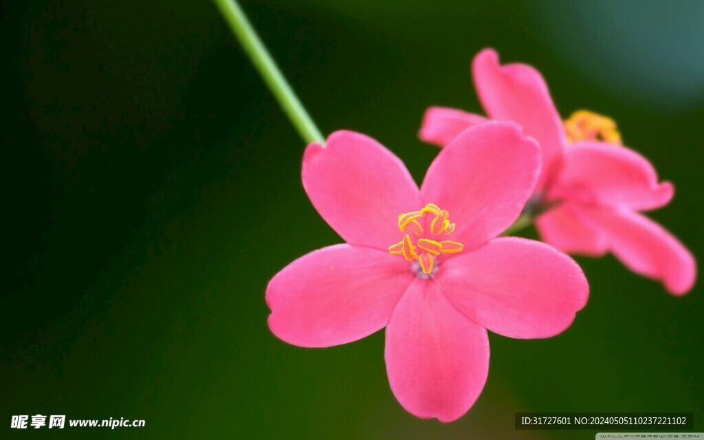 花卉 