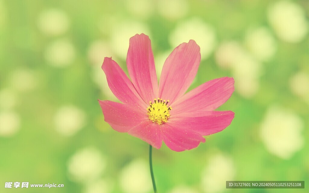 花卉 