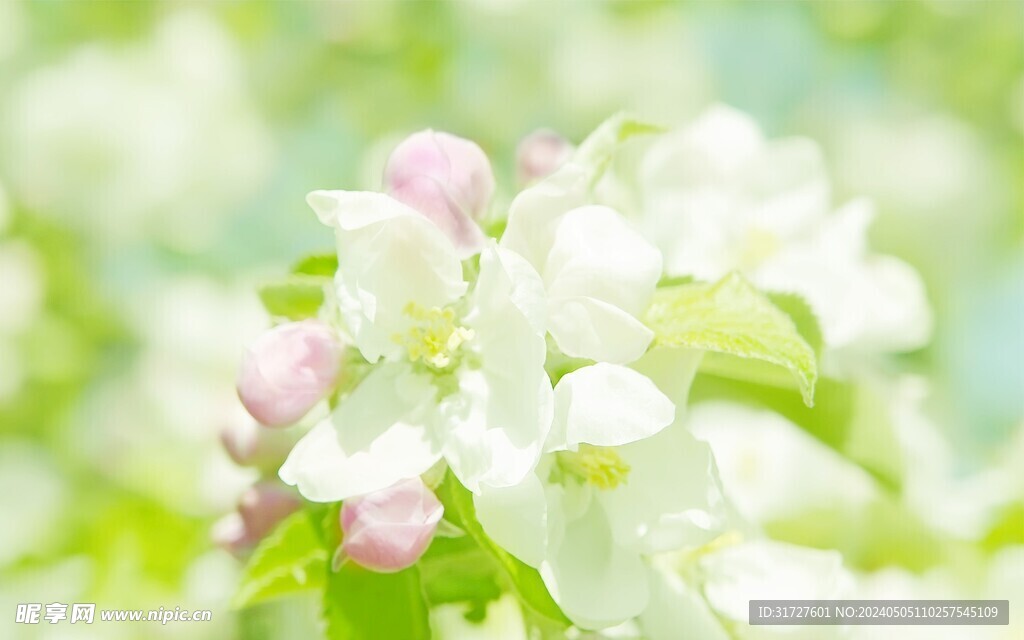 花卉 