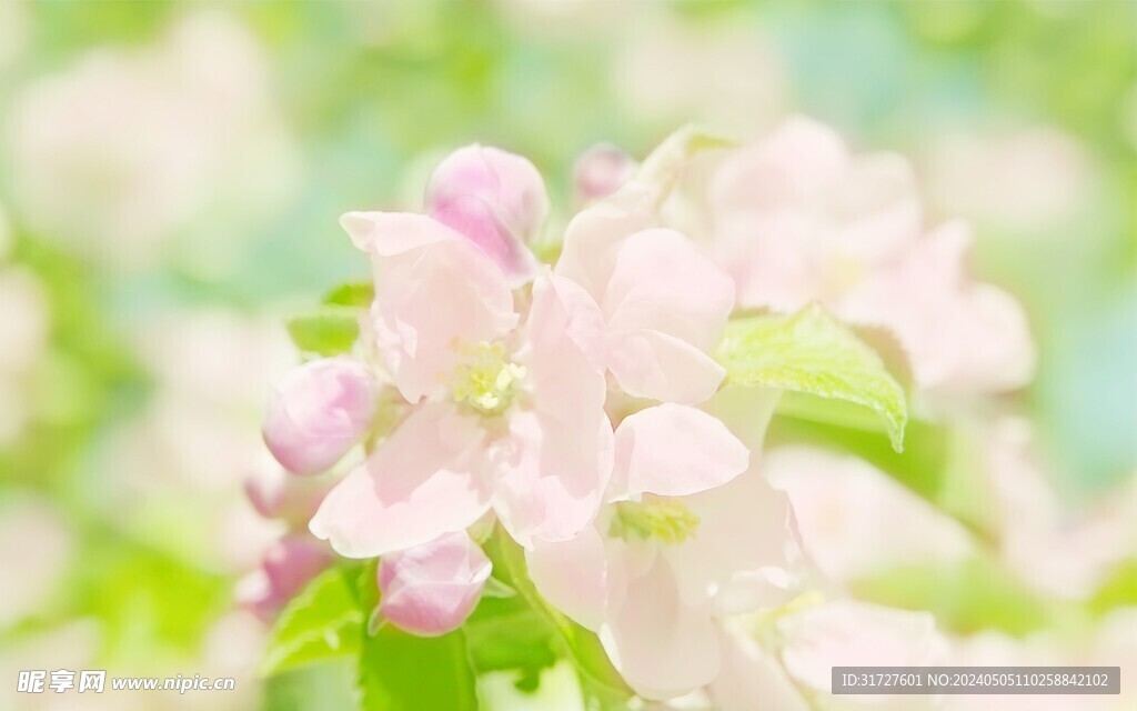 花卉