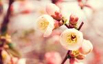 花卉